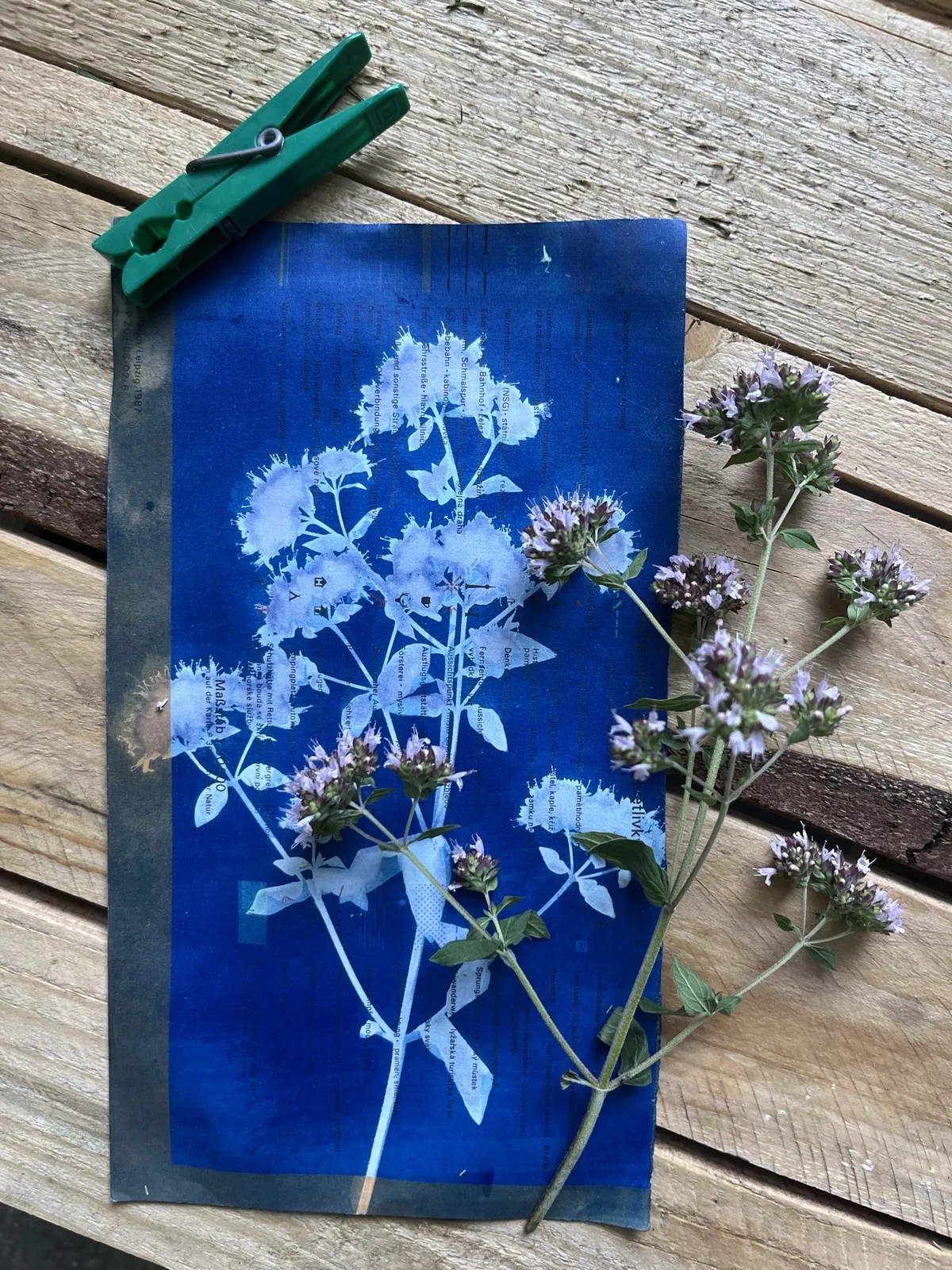 Cyanotype