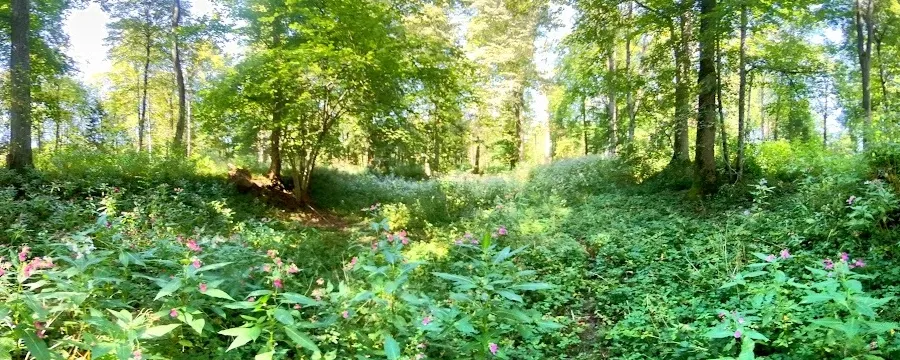 Arme Arten / Poor Species